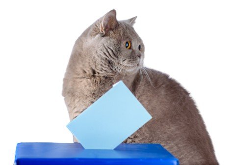 Cat voting