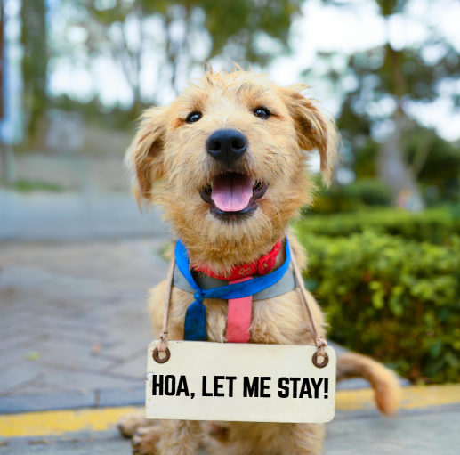 Dog wearing a sign that says "HOA, Let Me Stay!"